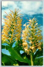 Postcard Kahili Ginger One Of The Many Hawaiian Ginger Varieties Hawaii Unposted picture