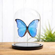 Blue Morpho Taxidermy Butterfly in Glass Dome (Morpho didius) picture
