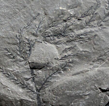 Asterophyllites grandis - Rare, well preserved Carboniferous Calamite plant picture