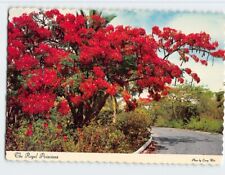 Postcard The Royal Poinciana picture
