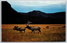 Animals~Wyoming~Elk Grazing In A Meadow W/ Mountains In View~Vintage Postcard picture
