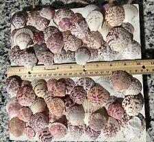 Lot Of 70 Calico Scallop Seashells Florida Sanibel Island Shells Craft Decor picture