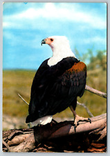 c1970s African Bird Fish Eagle Portrait Vintage Postcard picture