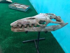 Mosasaur Skull Dinasaur  Prehistoric Jurassic Era Marine Reptiles  picture