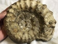 Texas Ammonite Whole Fossil Fort Worth 8 Inches Across, 7 Lbs picture