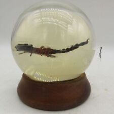 Vintage Animal Scorpion Preserved in Glass Crystal Ball Globe Decor 50 picture