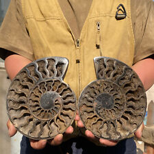 907g RARE Cut Split PAIR Ammonite Deep Crystals Cavity Fossil Rough Specimen picture