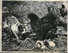 1932 Press Photo Feathered mother chicken adopts cats picture