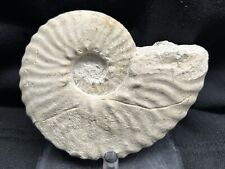 Texas Cretaceous Dino-age Fossil 4.5” Mortoniceras Ammonite,Nice STAND INCLUDED picture