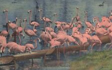 Postcard FL Flamingoes Flamingos Wading Bird The Sunshine State Flamboyance picture