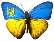 Ukrainian Car Sticker - Butterfly - Ukraine Trident picture