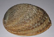 126 mm NATURAL PATTERN Haliotis Iris Abalone Seashell #A2 From Chatham Island picture
