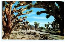 1961 Joshua Tree Forest AZ Arizona Early Postcard View picture