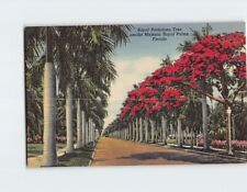 Postcard Royal Poinciana Tree amidst Majestic Royal Palms Florida USA picture