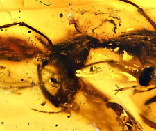 RARE Haidomyrmex (Hell Ant), Fossil inclusion in Burmese Amber picture