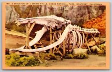 Monterey California~Lobos Park Sperm Whale Skeleton~1940s Linen Postcard picture