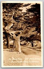 Pacific Grove, California - The Ghost Tree 1955 - RPPC Real Photo Postcard picture