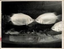 1957 Press Photo Gourami Fish at Bronx Zoo, New York - hpa06324 picture