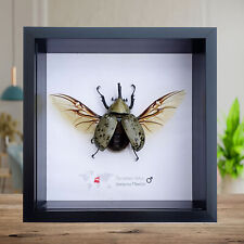 Dynastes Hyllus, large scarab beetle from Mexico, frame 6