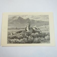 Antique 1874 Engraving Print Antelope-Hunting on the Plains, WM Cary, The Aldine picture
