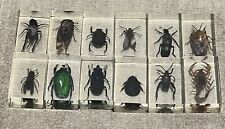 Lot Of 12 Insects Bugs Specimen Preserved In Resin, Paperweights Microscope Used picture