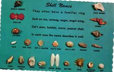 Vintage Postcard - Shell Names All Types And Kinds Un-Posted Ribbed Edges picture