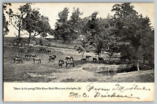 Lexington, Kentucky - Down by the Spring, Blue Grass Stock - Vintage Postcard picture