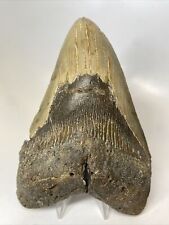 Megalodon Shark Tooth 6.33” Giant - Authentic Fossil - Carolina 13892 picture