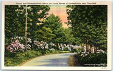 Postcard - Laurel and Rhododendrons Adorn the Forest Drives of Pennsylvania picture