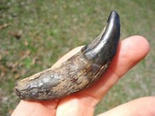 BARGAIN DIRE WOLF CANINE TOOTH FLORIDA FOSSILS ICE AGE EXTINCT SABER CAT JAW FL@ picture
