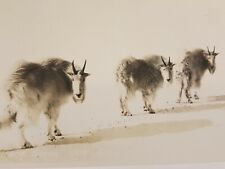 Vintage RPPC Canadian Pacific Railway Co Postcard Three Wise Goats Banff Canada picture