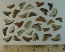 30 - Fossilized Tiger Shark Teeth - Galeocerdo Aduncus - from North Florida picture