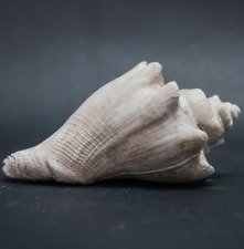 240GR Natural Rough Strombus Mollusca Sea Shell Fossil Gastropoda picture