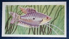 Three-Spot Blue Gourami     Aquarium Fish   Vintage Card  BD26 picture