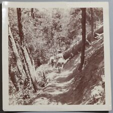 1904 Mount Lowe Equestrian Trail July 4 Photo Vintage CA (22090902R) picture
