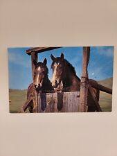 Postcard Horses Cell Mates picture