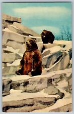 Chicago, Illinois IL - Kodiak Bears - Carnivorous Animals - Vintage Postcard picture