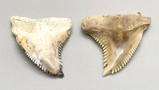 Pair of GORGEOUS colorful, serrated Fossil EXTINCT SNAGGLETOOTH Shark Teeth- FL picture