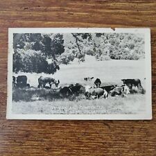 RPPC Live Oak and Contented Cattle Near Julian California Postcard picture