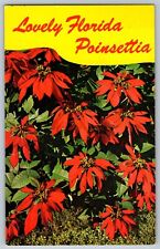 Florida FL - Lovely Florida Poinsettia - Vintage Postcard - Posted picture