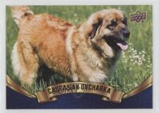 2018 Upper Deck Canine Collection Blue Caucasian Ovcharka #221 08w8 picture