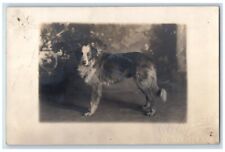 c1910's Border Collie Dog Studio Portrait Hayward Charles Town WV RPPC Postcard picture