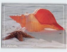 Postcard Horse Conch southeast coast Florida USA picture