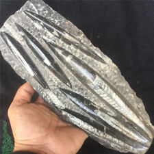 2.55 LB Rare Moroccan Orthoceras Fossil Black Marble Hand Polished 299 picture