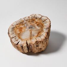 Finest Quality Extra Large Fossil Wood Chunk Petrified Wood Madagascar 1.36KG UK picture