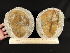 HUGE 530 Million Year OLD Andalusiana Trilobite Fossil Anif Morocco 3033gr picture