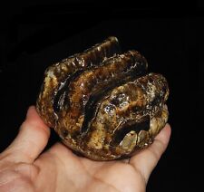 AMAZING AMMONITE STEGODON MOLAR PARTIAL TOOTH FOSSIL FROM JAVA, INDONESIA, 75MM picture