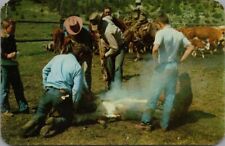 Cowboys Branding Cattle Ranch Rocky Mountains Horse Jeans c1960's Postcard UNP picture