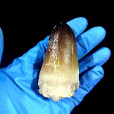 Fossilised Mosasaur Tooth  belonging to a very large prehistoric marine REPTILE picture
