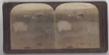 1901 Shooting Prairie Chickens Keystone Stereoview 11625 Old Picture picture